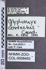 Etiketten zu Silesis correctus (Candèze, 1891) (NHMW-ZOO-COL-0008483)
